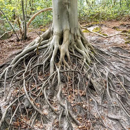 Groot Marquette - Noord Holland Aan Uw Voeten Alpstuga *